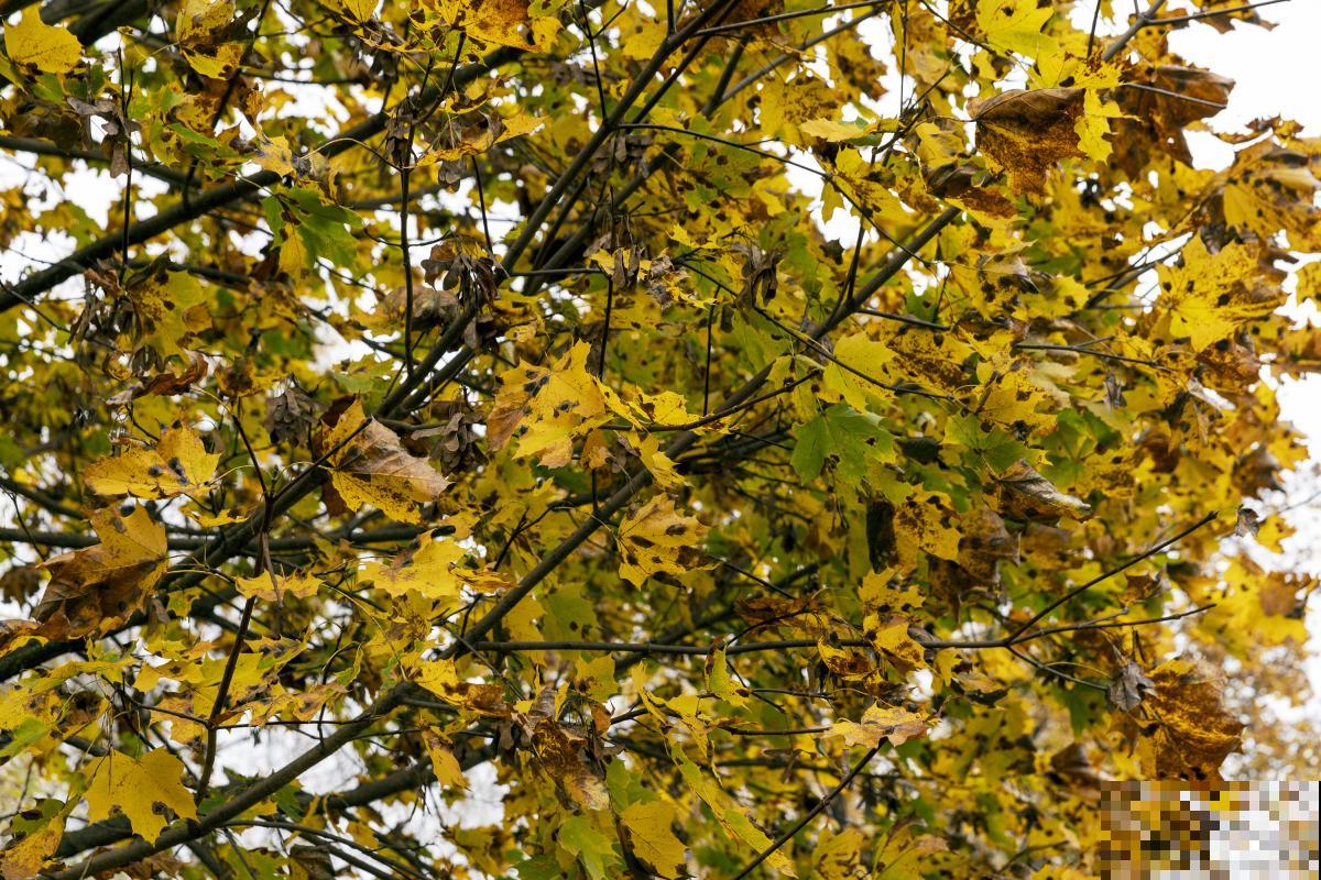 梧桐树如何繁殖？