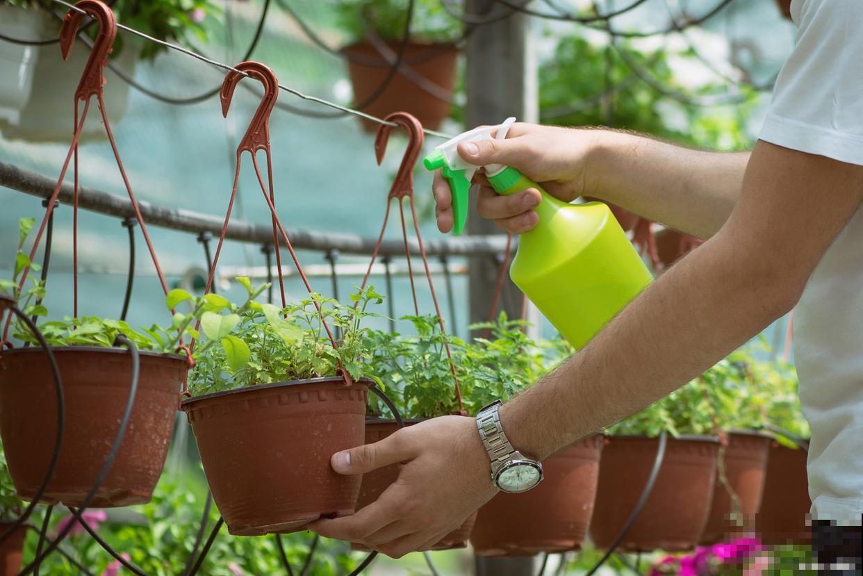 春天给花浇水是什么时间 春天给花浇水是什么时间