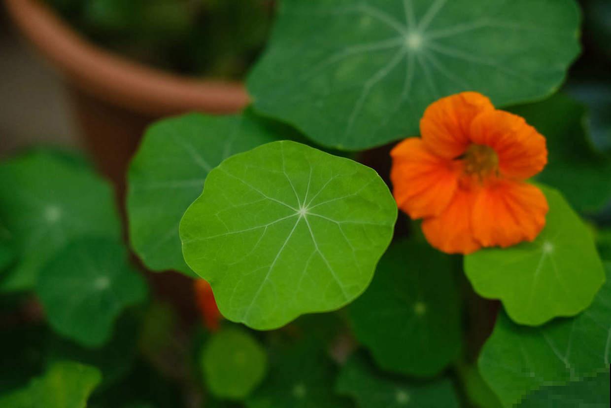 旱金莲的种植方法及注意事项 旱金莲的种植方法及注意事项