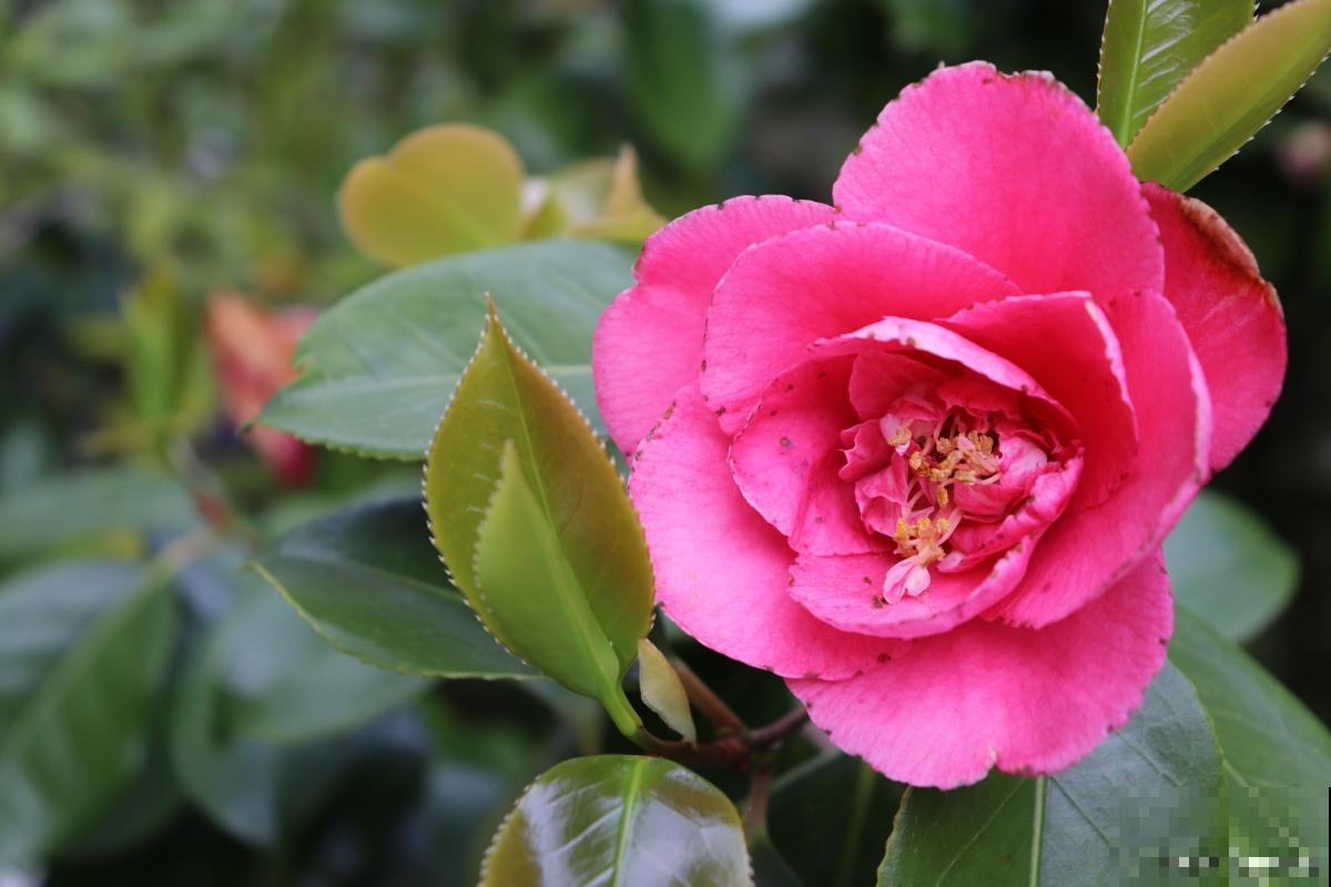 茶花长向一边怎么办 茶花长向一边怎么办