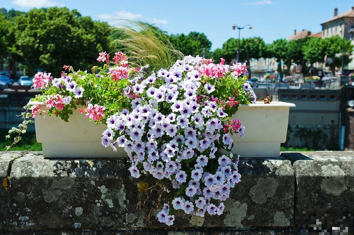 百万小铃怎么浇水 百万小铃怎么浇水