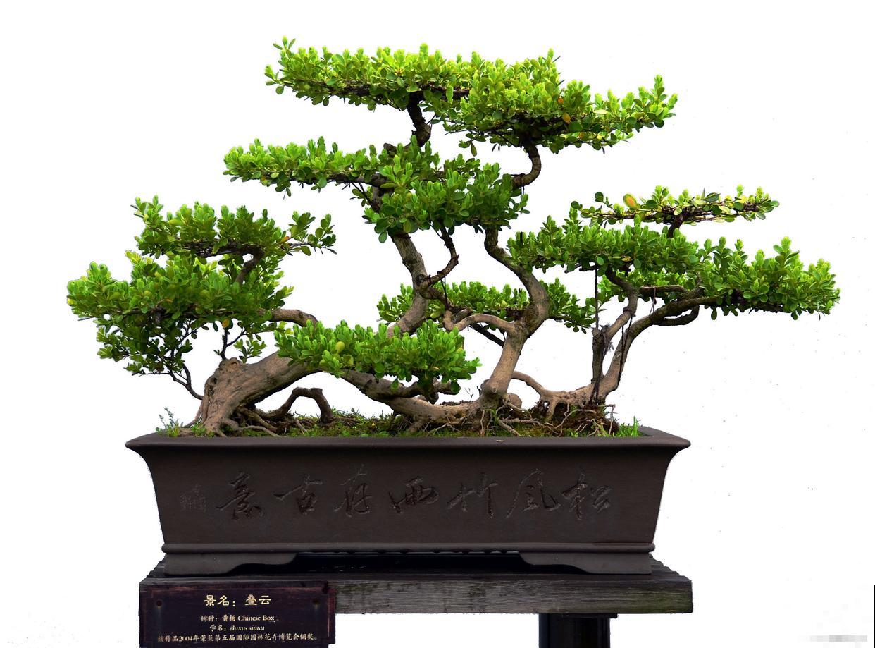 黄杨盆景如何修剪 黄杨盆景如何修剪