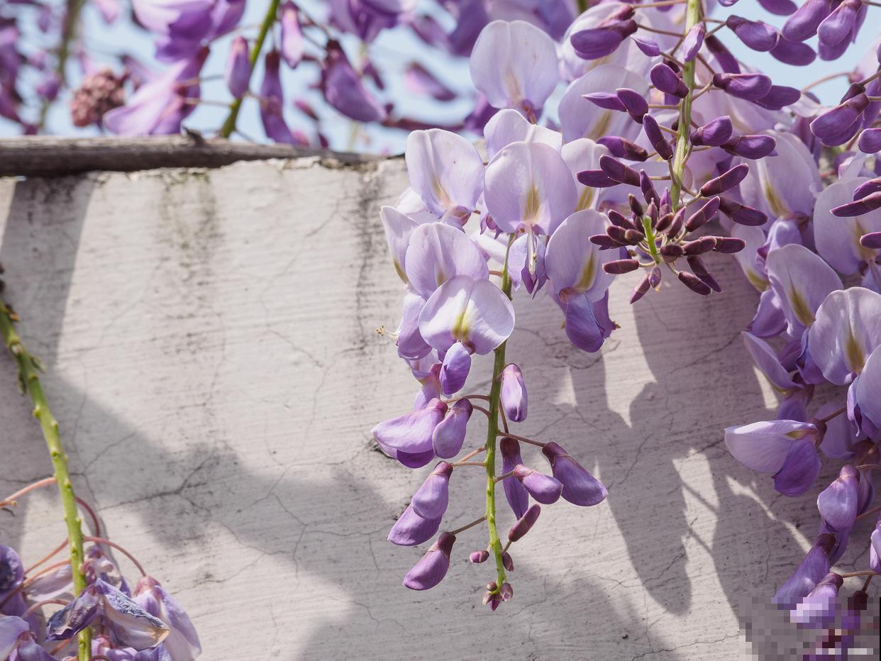 紫藤花为什么不开花 紫藤花为什么不开花
