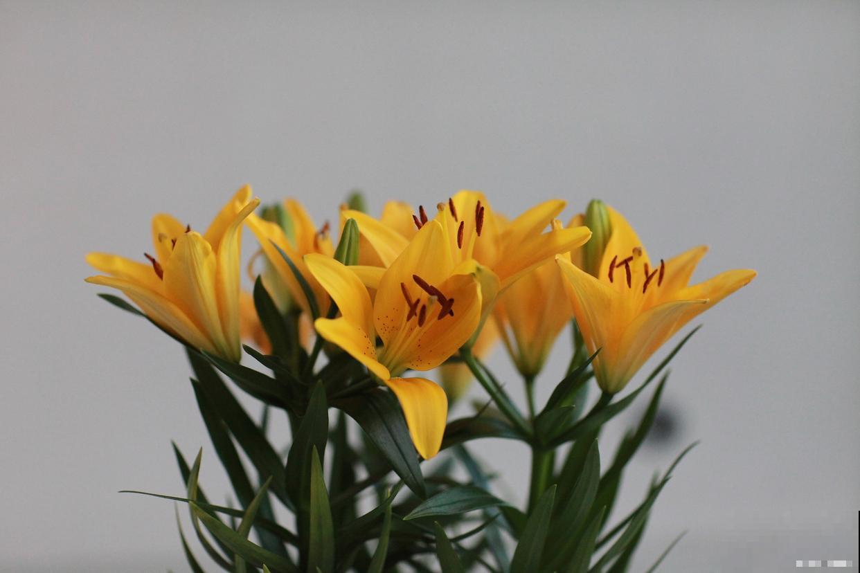 盆栽香水百合怎么养殖 盆栽香水百合怎么养殖