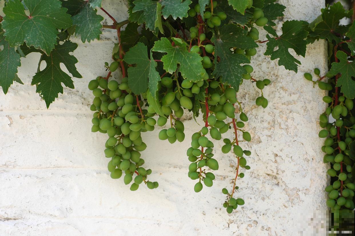 盆栽葡萄多久浇水一次