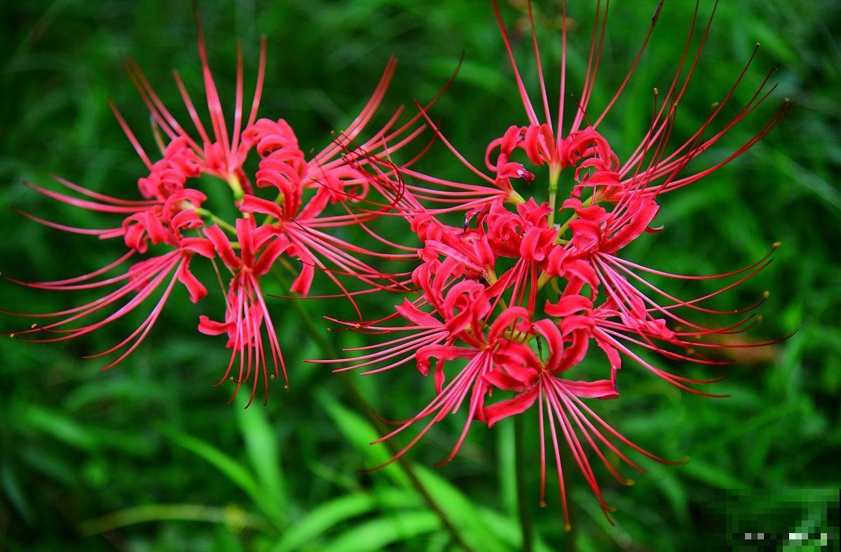 彼岸花冬天怎么养