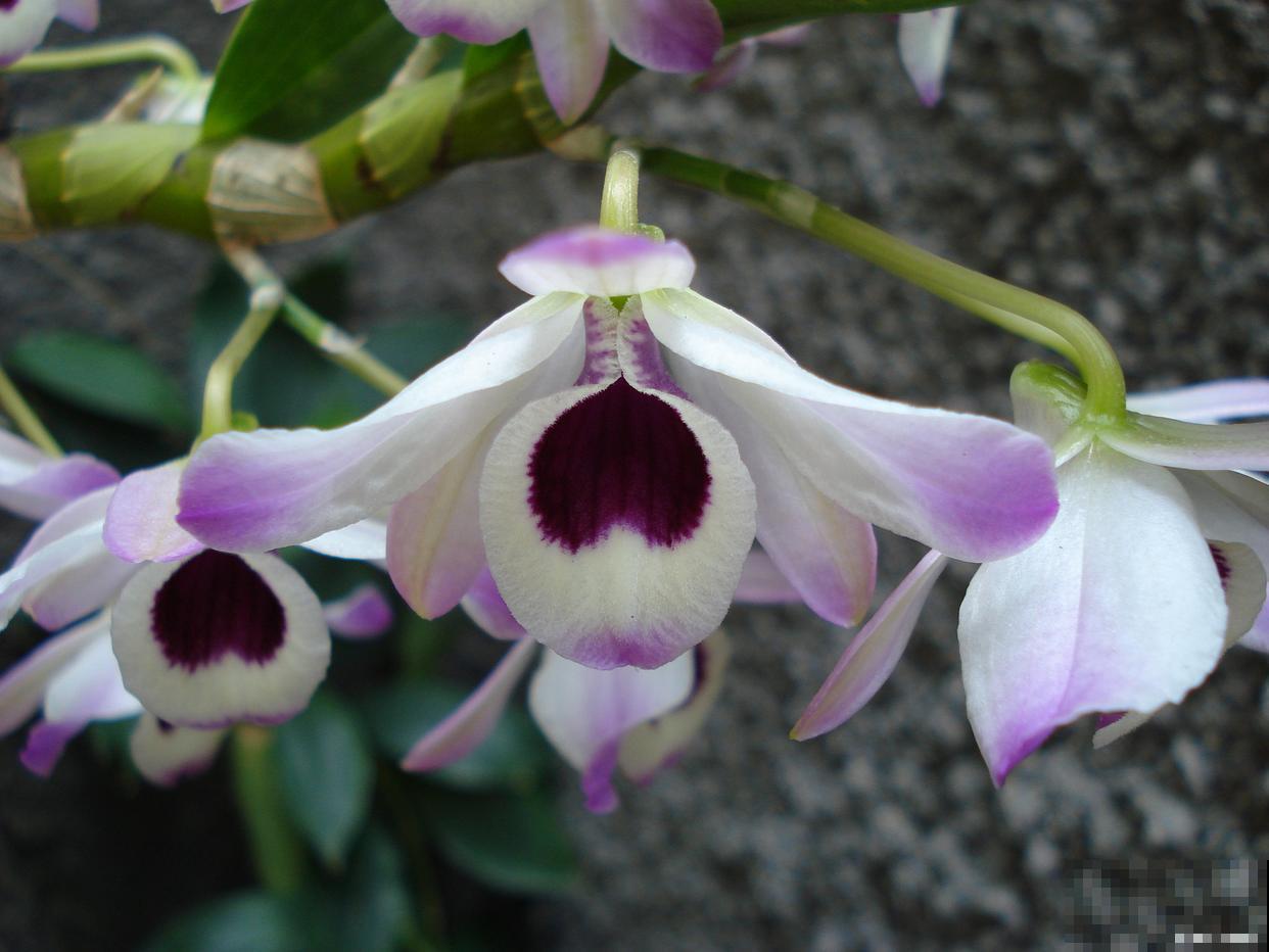 石斛兰如何修剪？