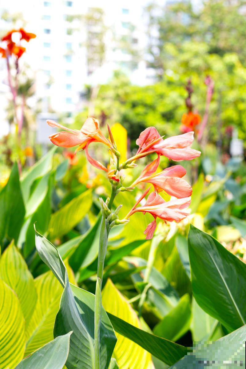 块茎类花卉有哪些 块茎类花卉有哪些