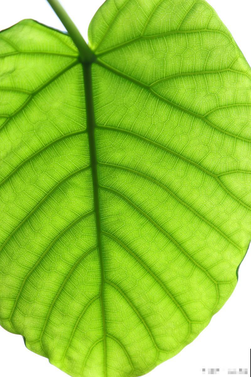 爱心榕适合在家养吗