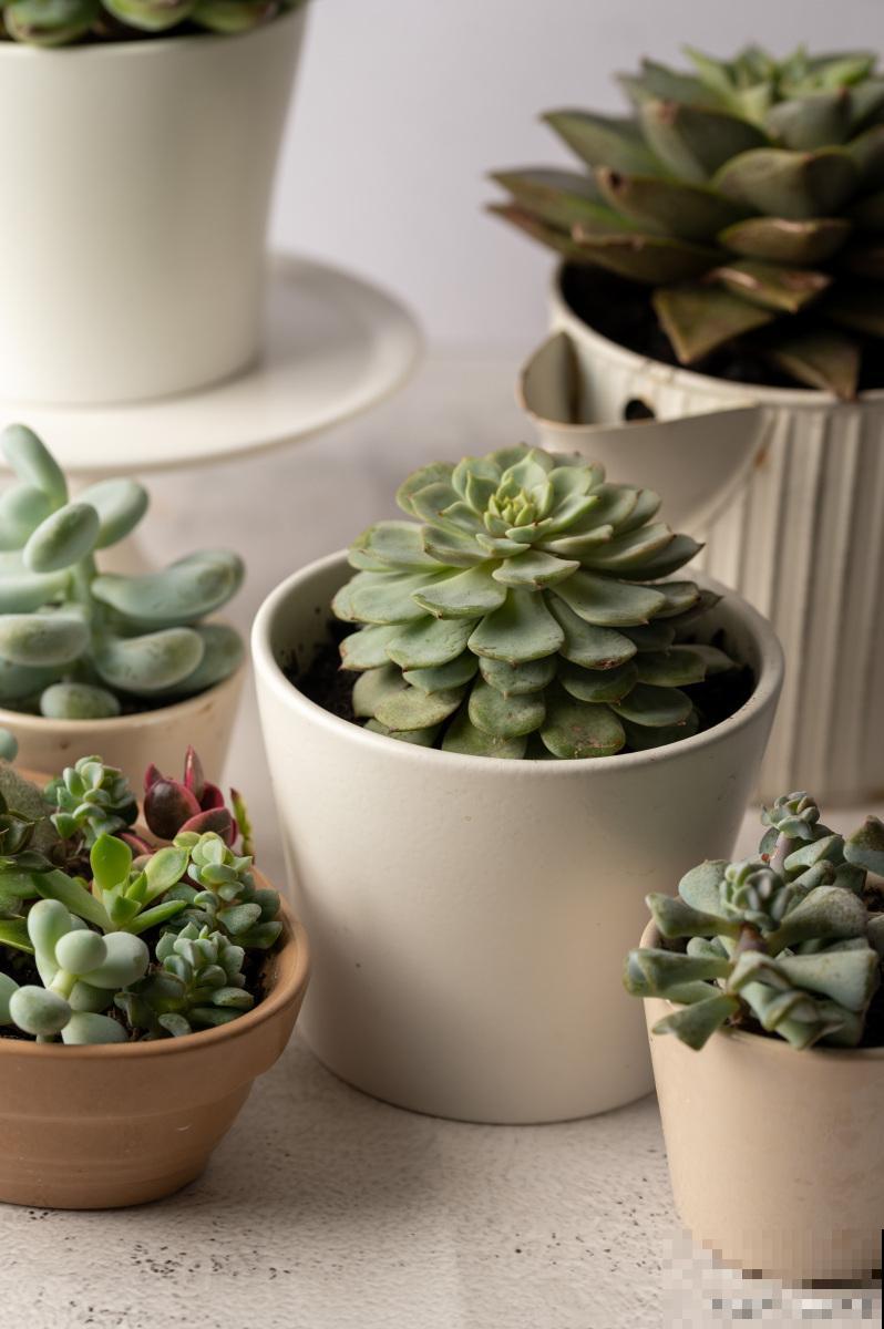 多肉得了黑腐病怎么办