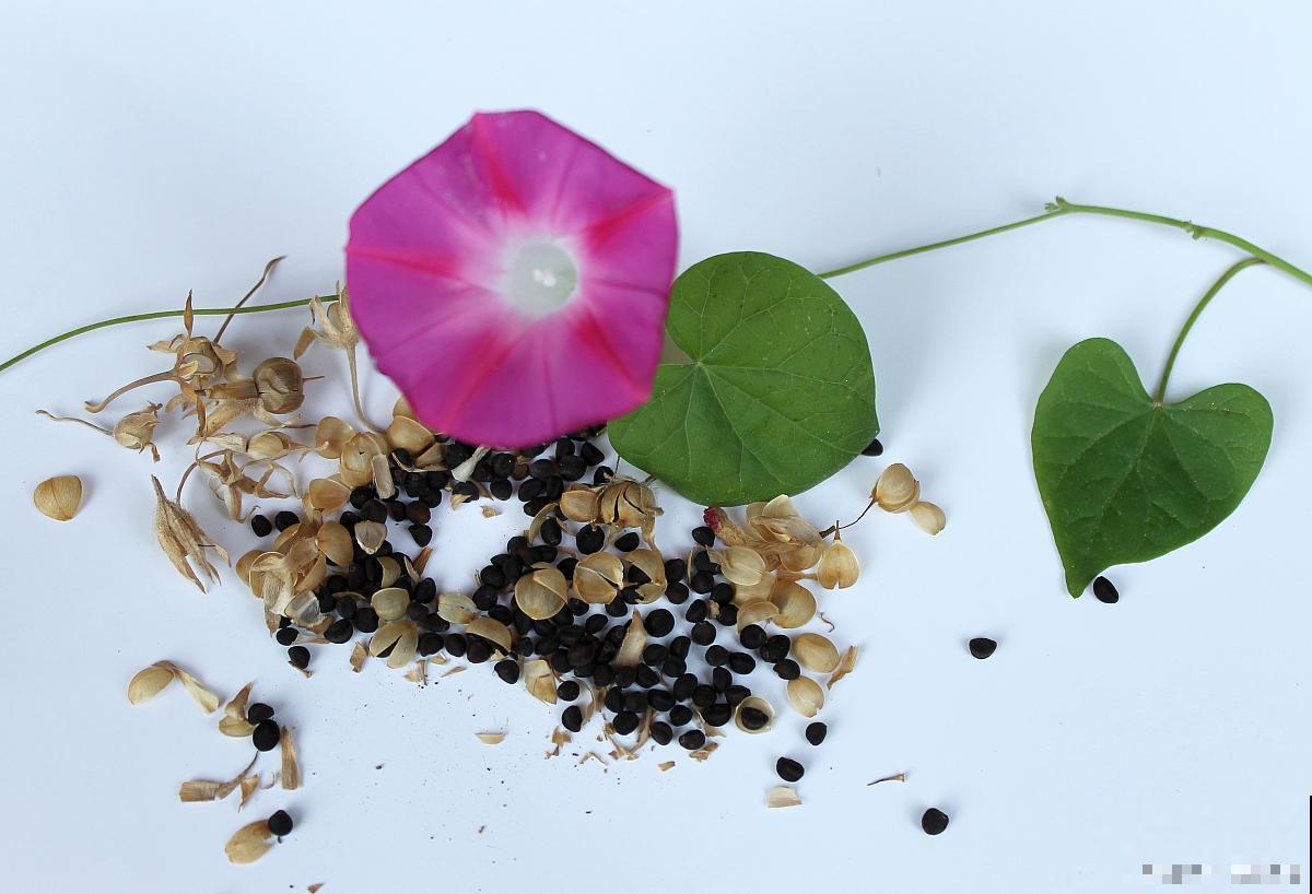 牵牛花种子的种植方法和时间