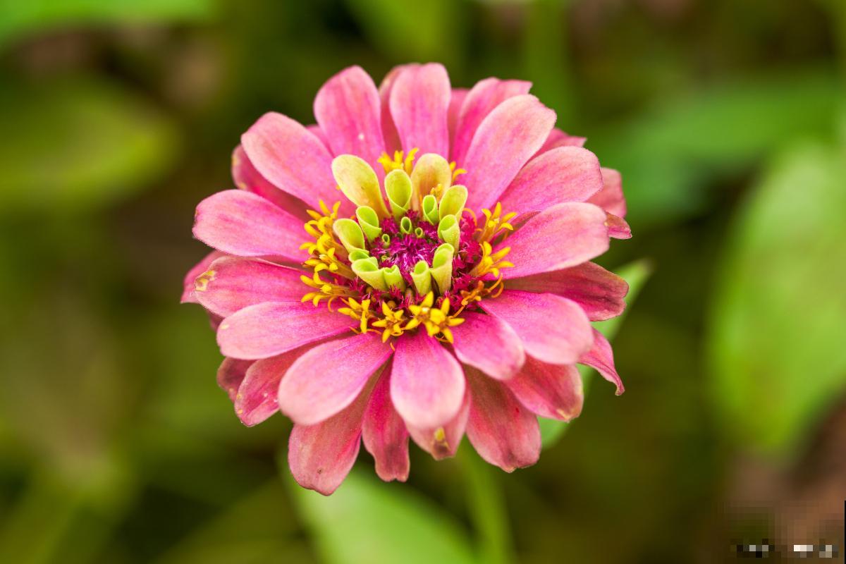 百日菊徒长怎么办