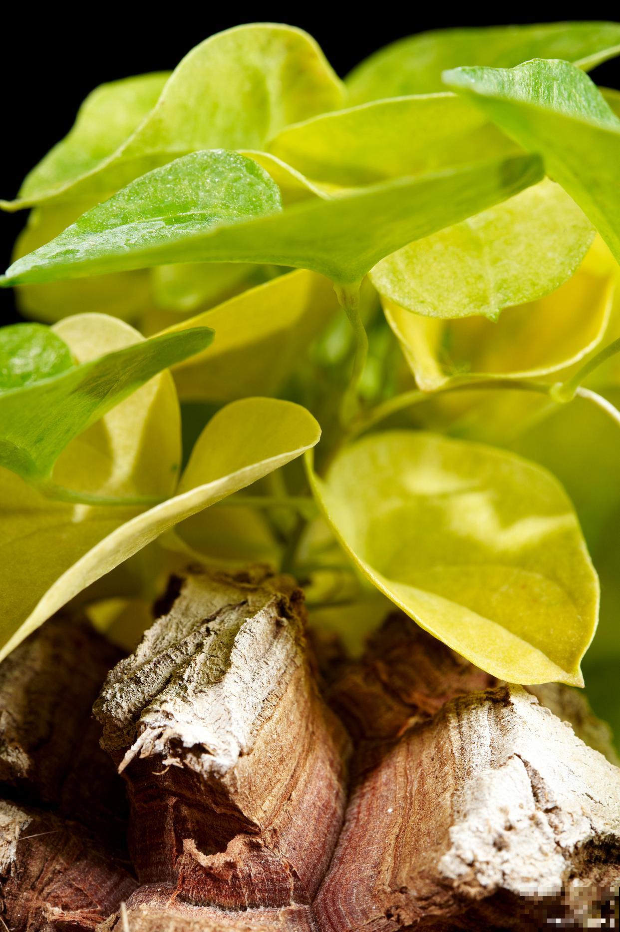 龟甲龙怎么繁殖？