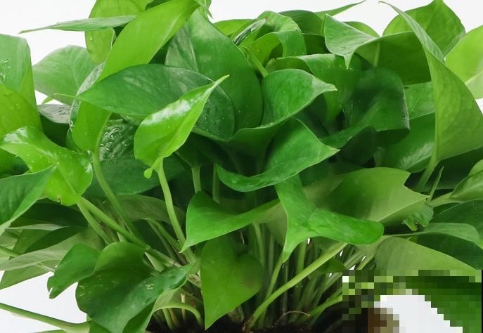 耐阴的室内花卉有很多,这4种最常见,好养观赏性强 耐阴的室内花卉有很多,这4种最常见,好养观赏性强