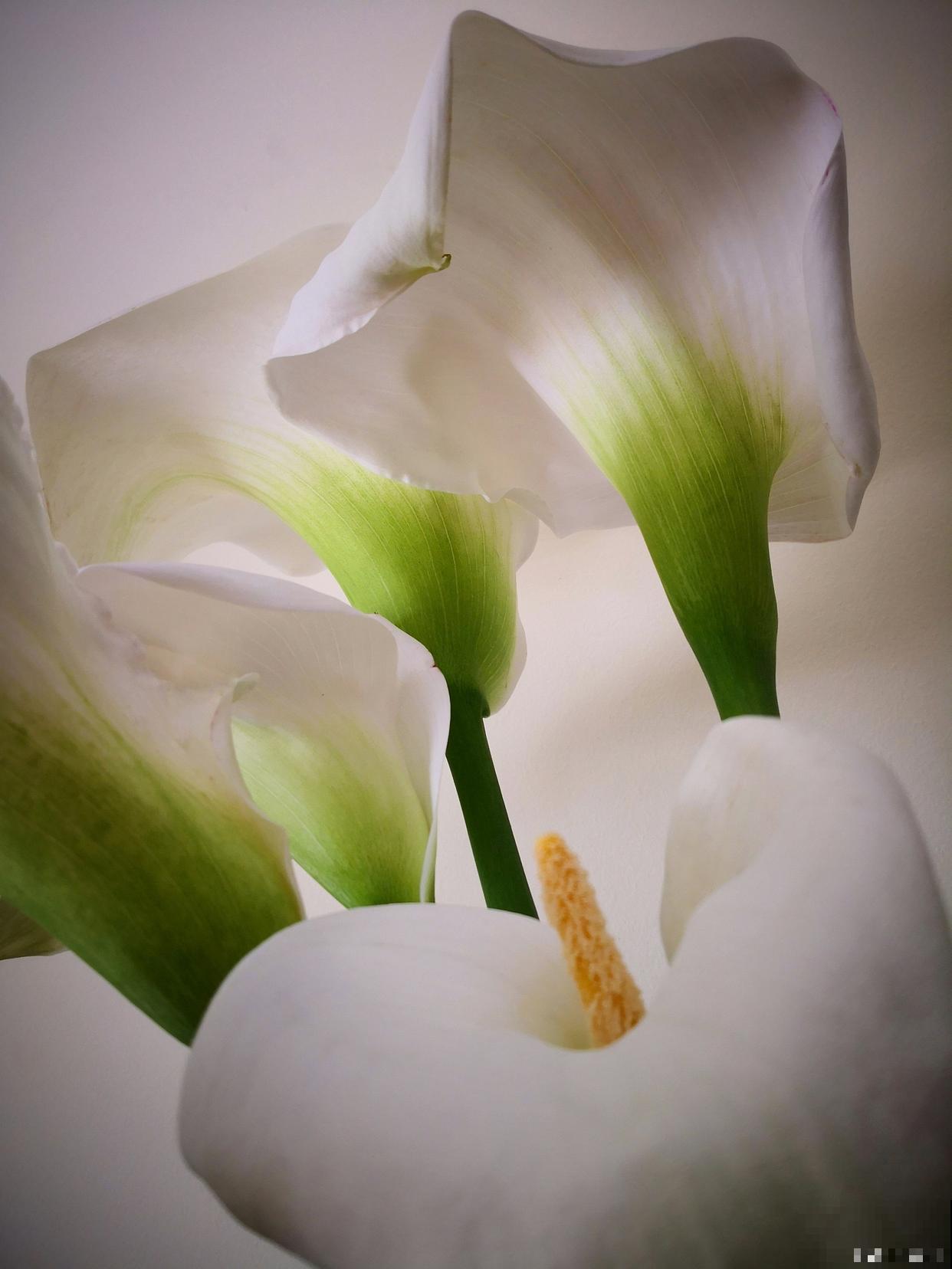 鲜花马蹄莲怎么养