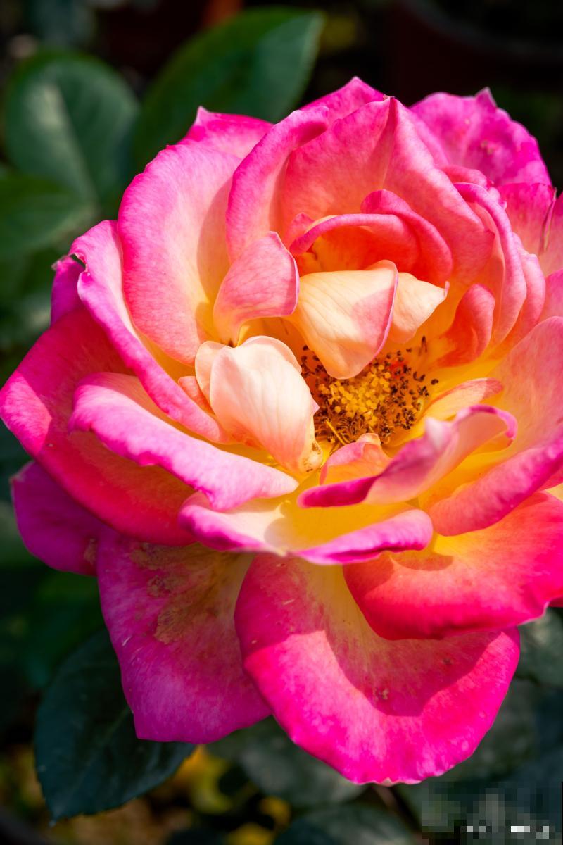 月季花怎么插枝才能活 月季花怎么插枝才能活