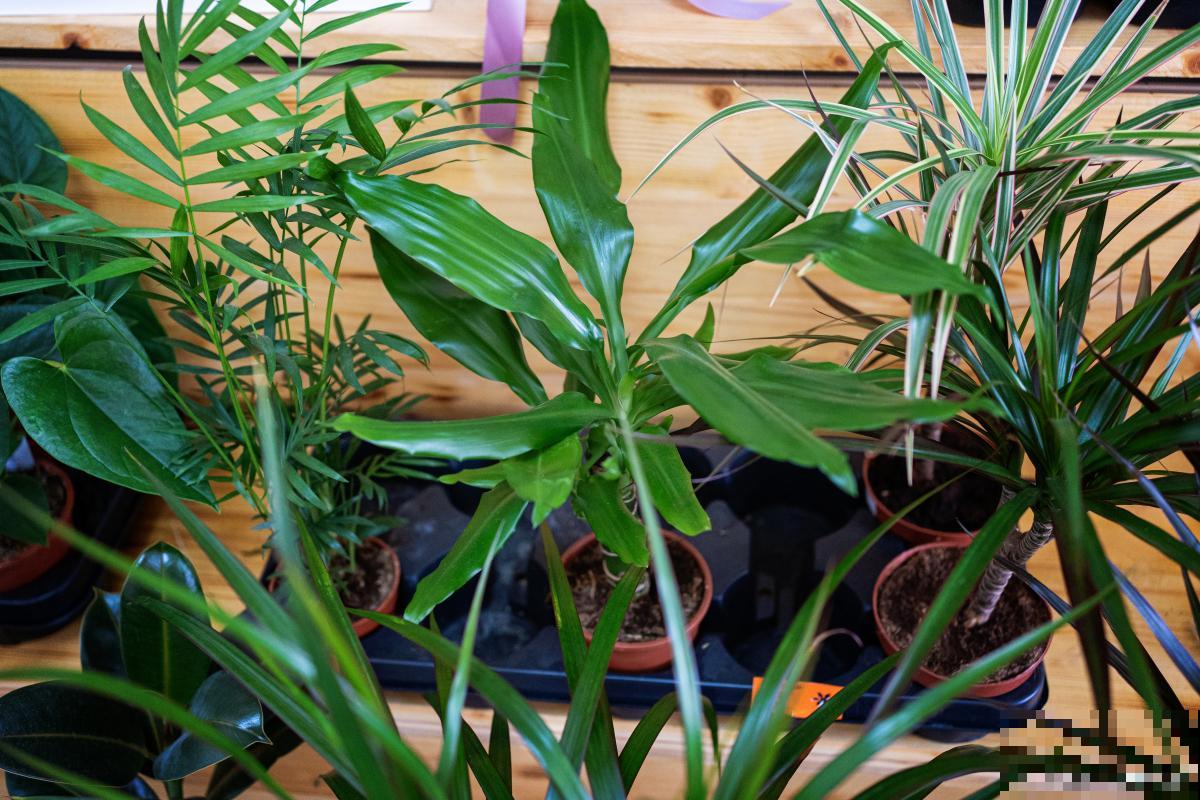 棕竹什么时候换盆比较好 棕竹什么时候换盆比较好