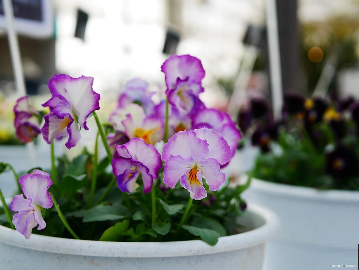 角堇种子怎么收集