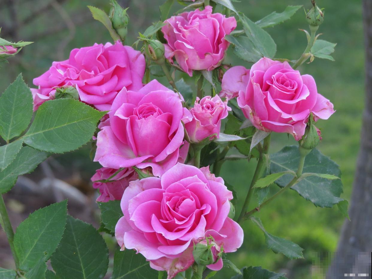 月季春天几天浇水 月季春天几天浇水