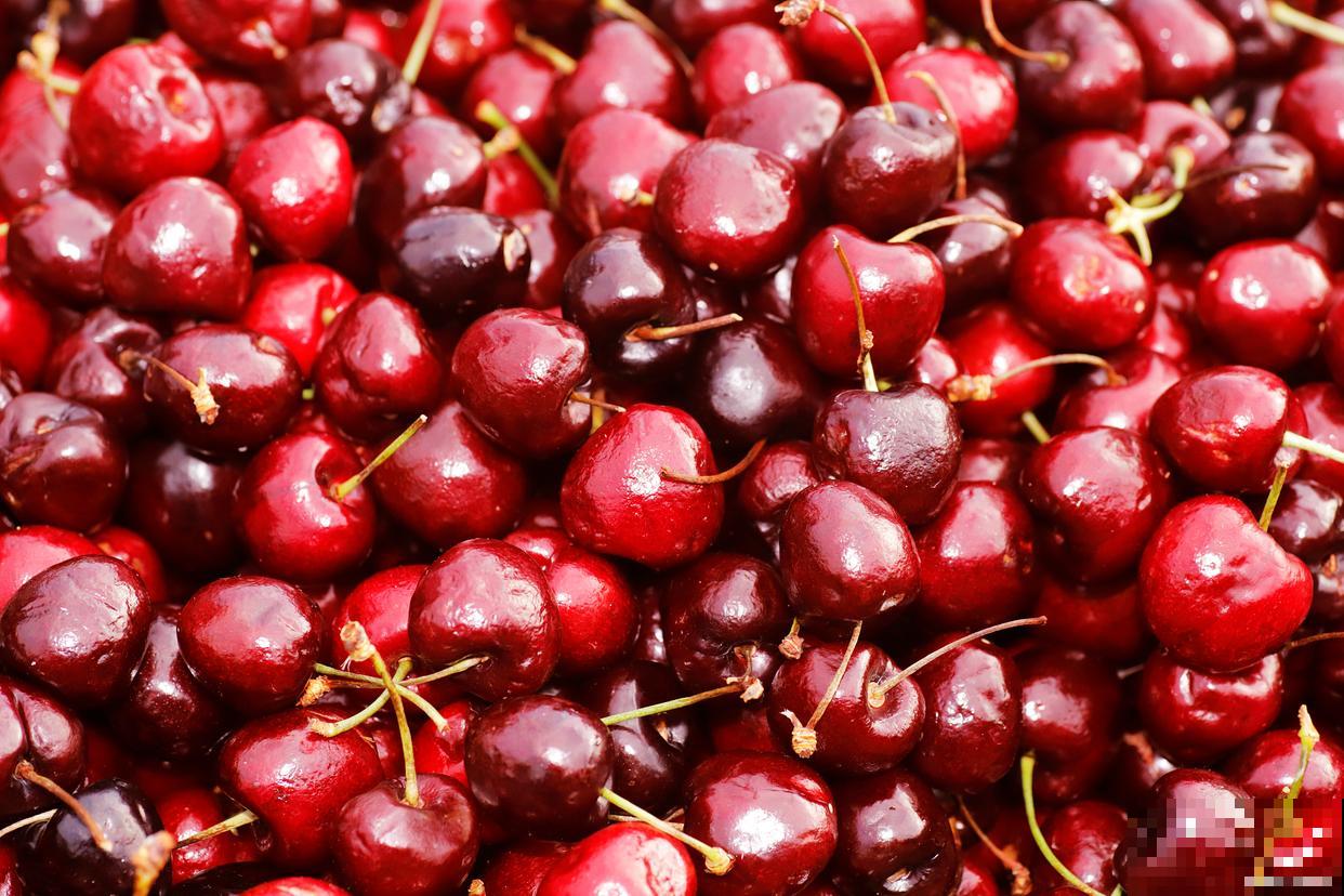 车厘子种植时间和方法