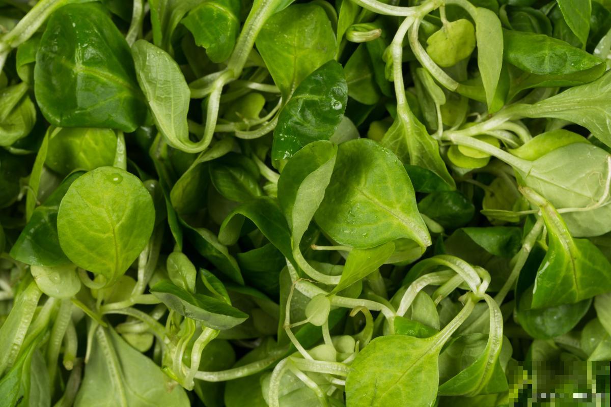 木耳菜如何采摘？