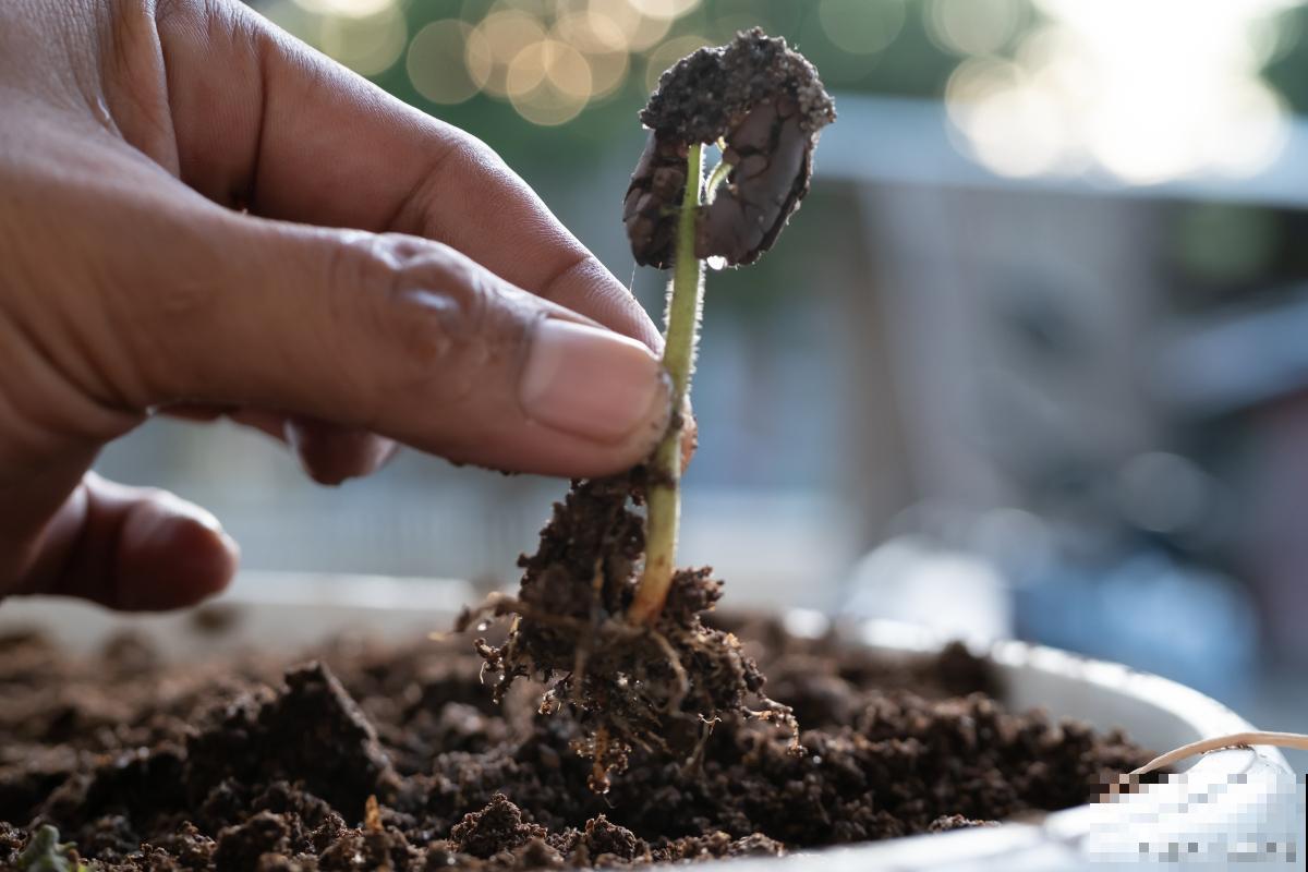 树苗扦插生根最快方法