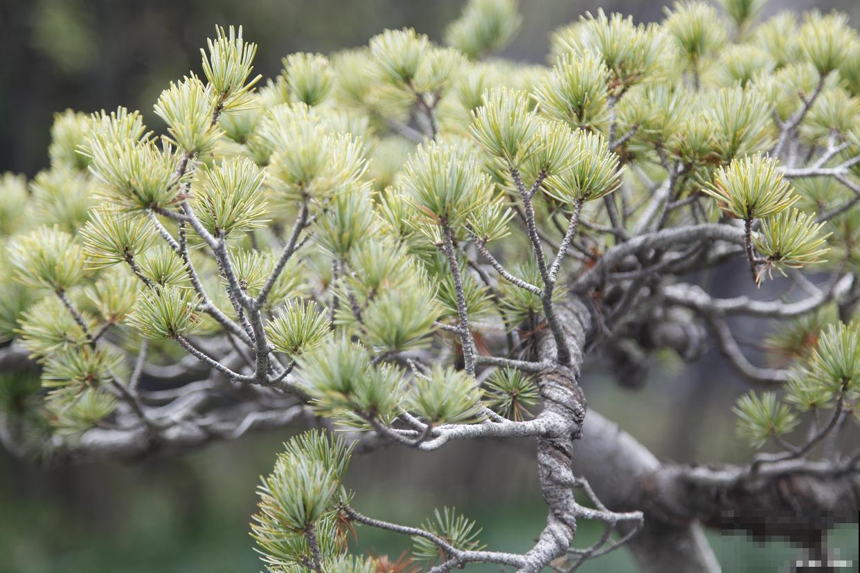 万年松植物怎么养殖 万年松植物怎么养殖
