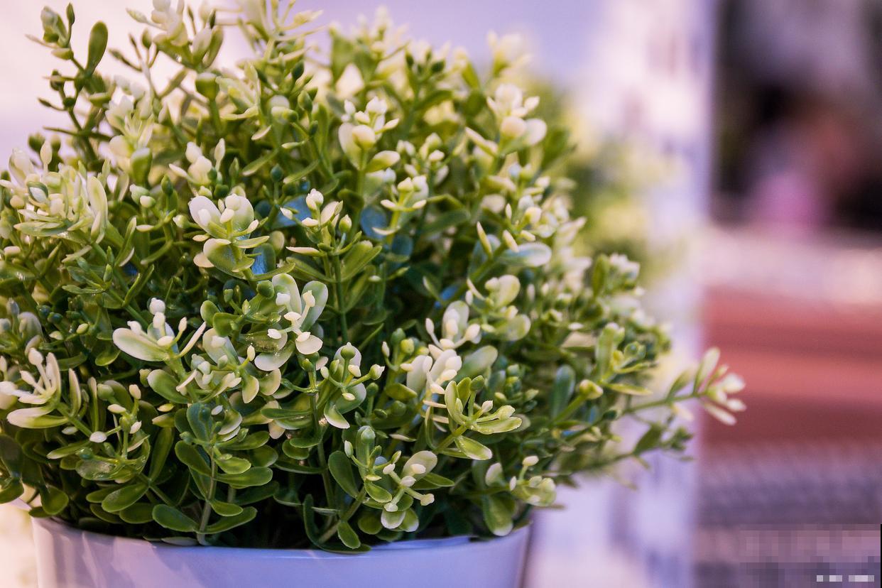 六月雪如何扦插繁殖