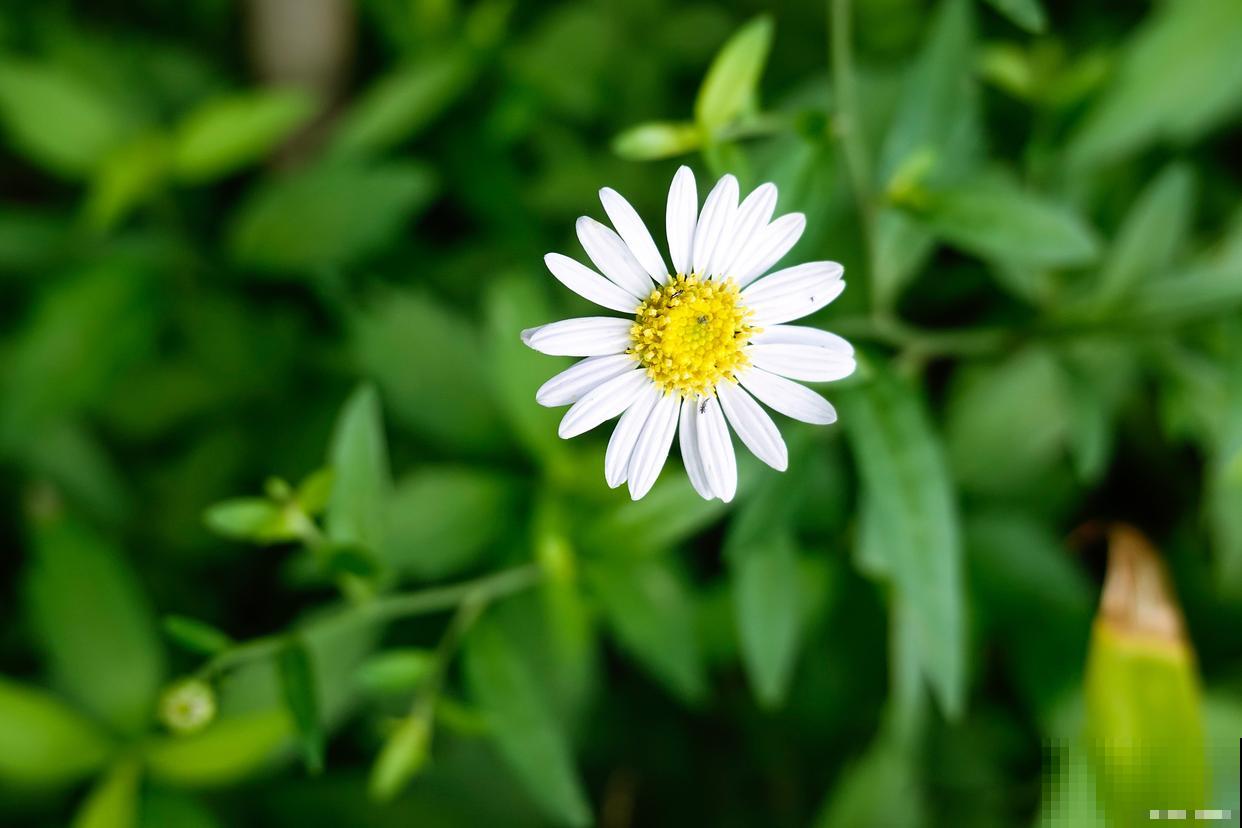 马兰头怎么种植？