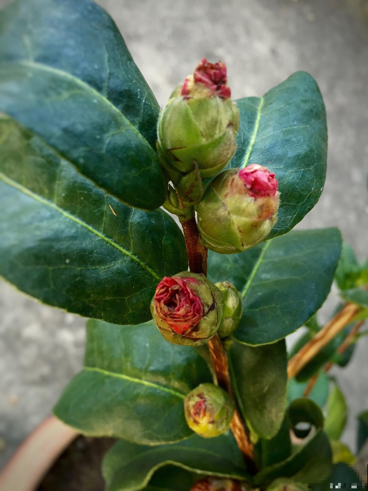 山茶花扦插方法和时间