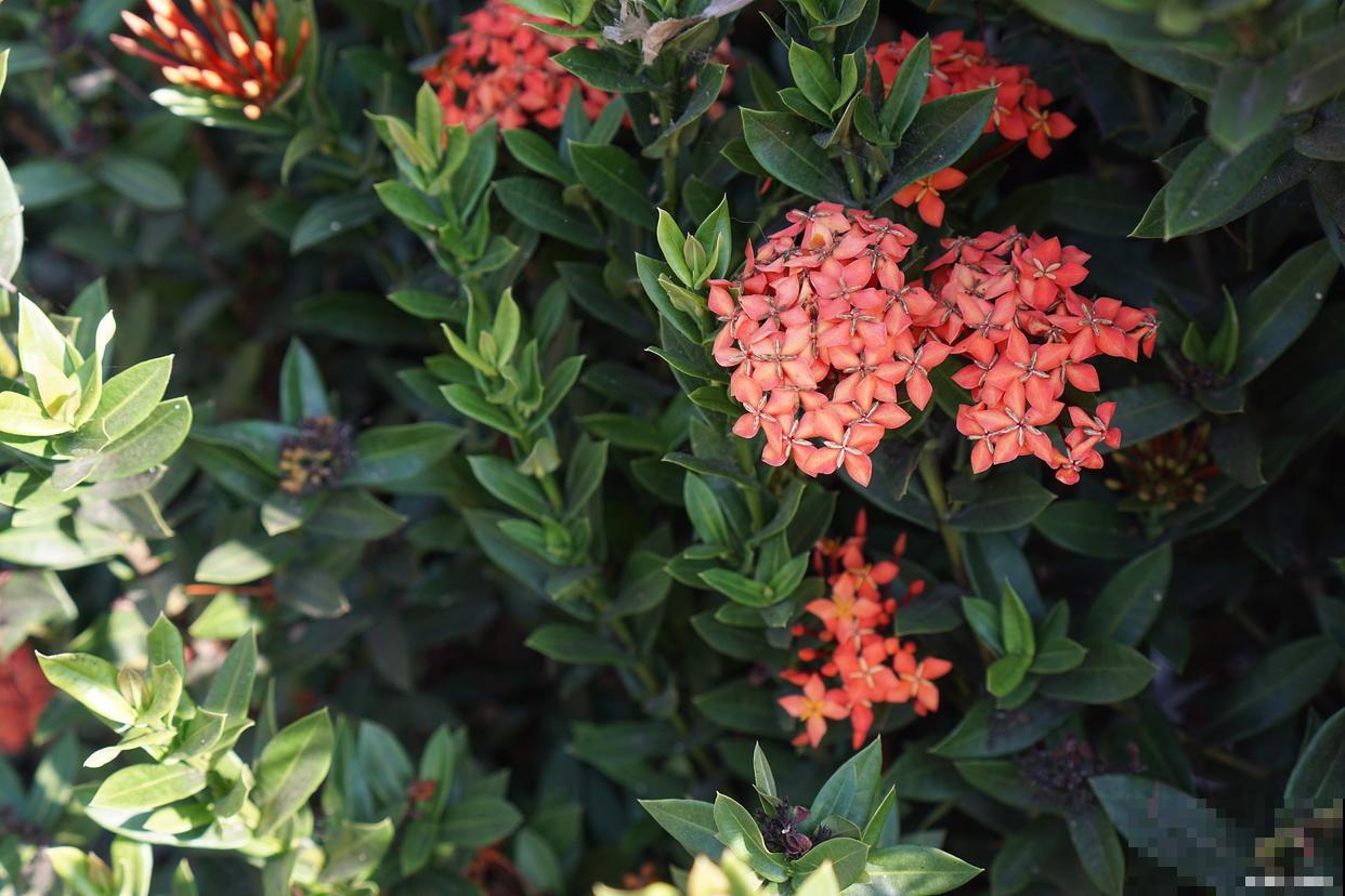 珊瑚树怎么扦插？