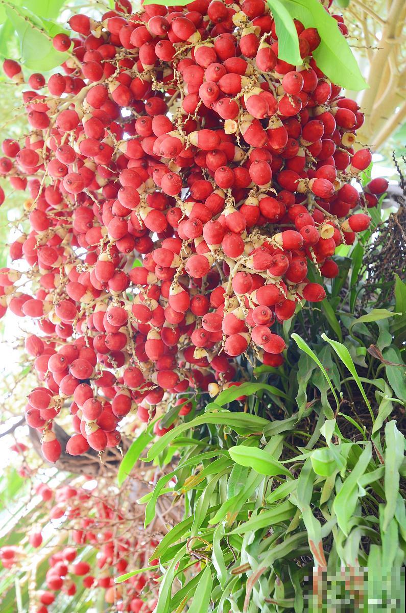 富贵籽什么时候开花 富贵籽什么时候开花