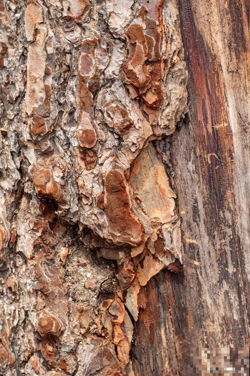 树皮没了怎么补救 树皮没了怎么补救