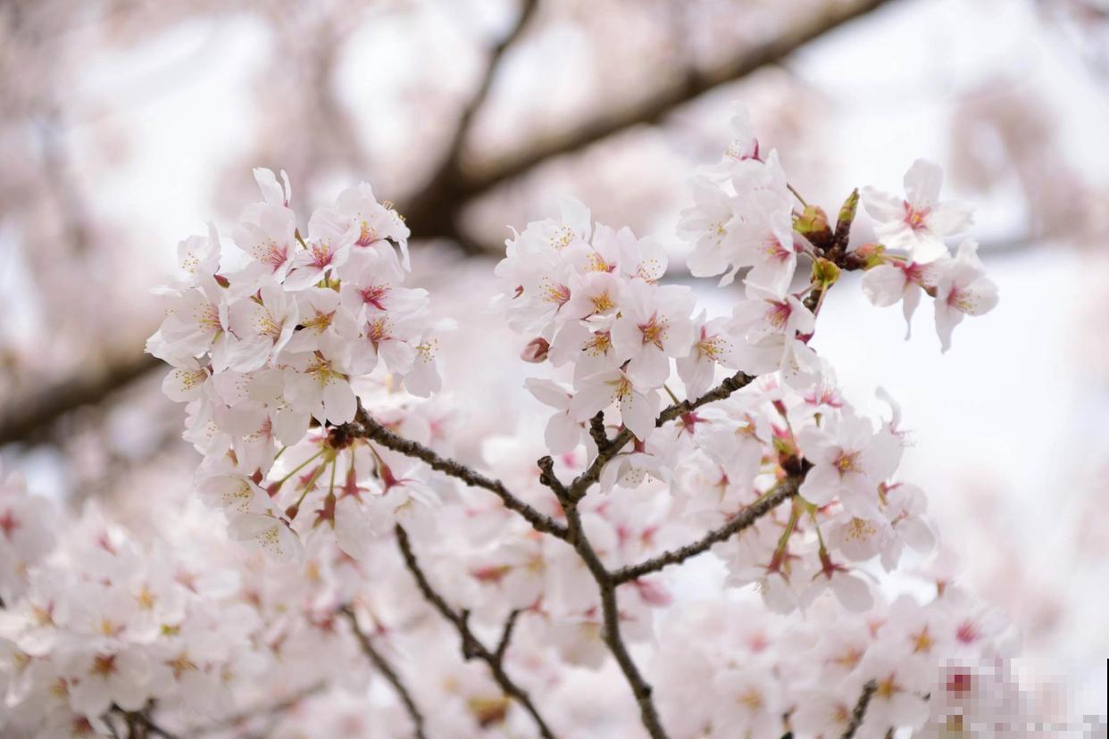 四季常开的花有哪些