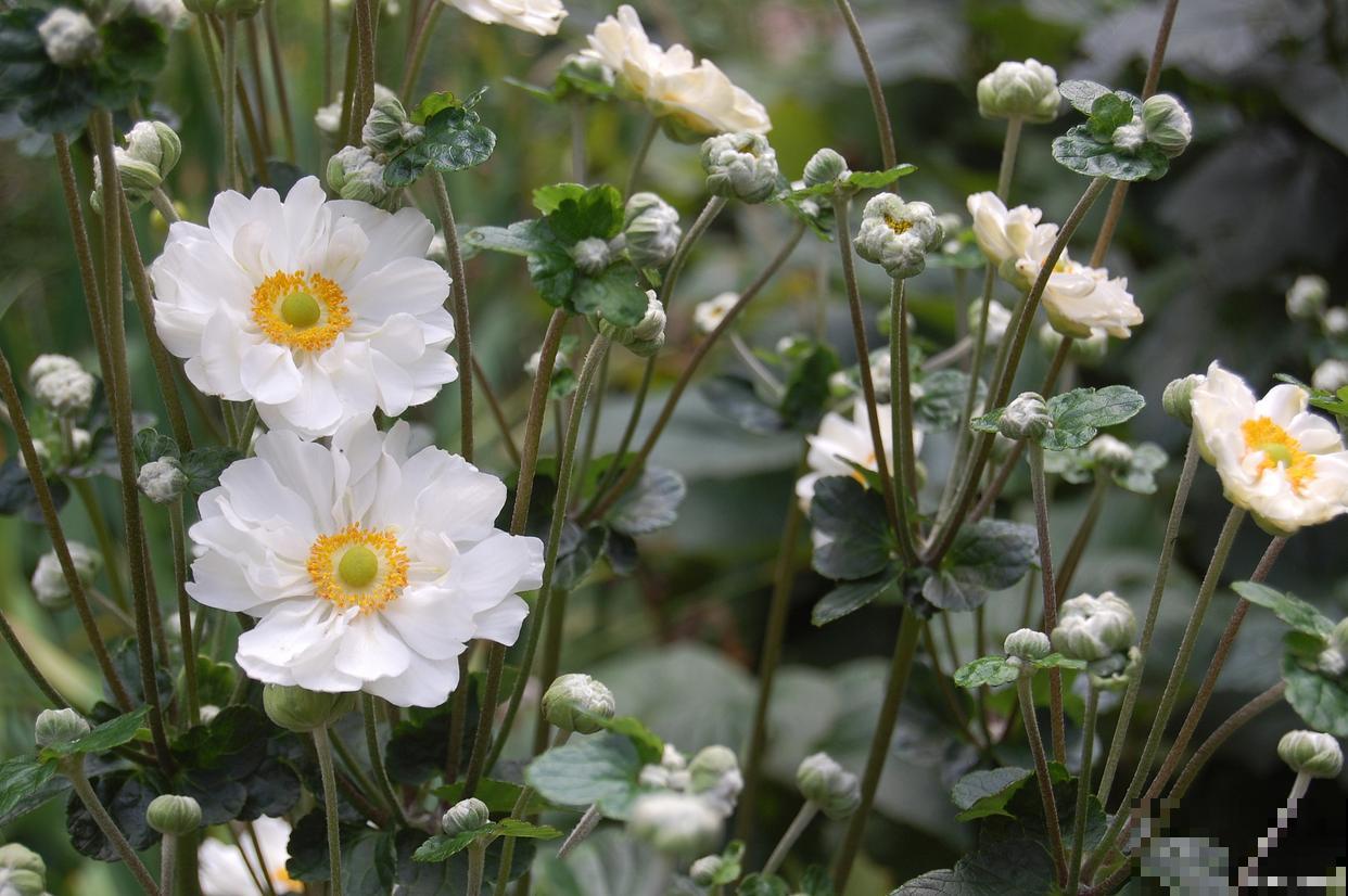 银莲花开花后怎么养护 银莲花开花后怎么养护