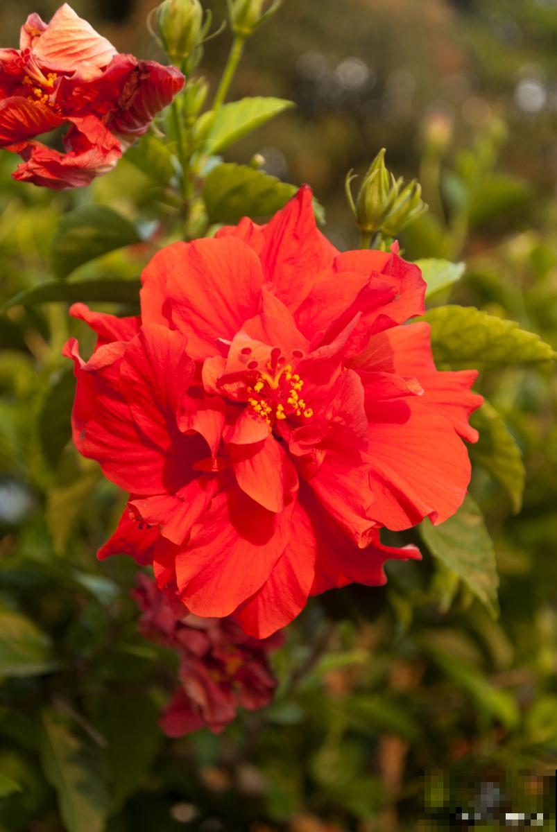 扶桑花落蕾是什么原因