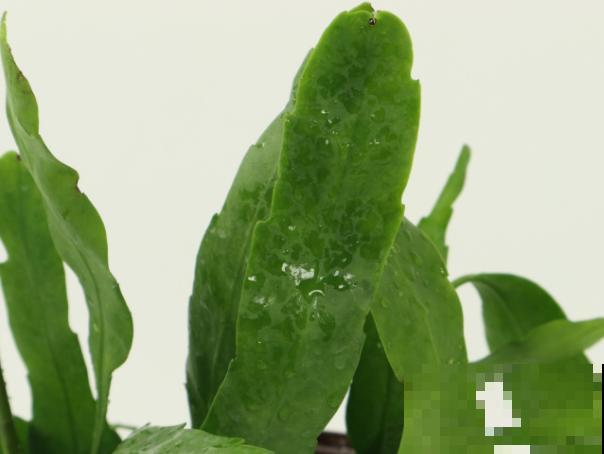 昙花养殖修剪，记住这4步，养殖不出问题