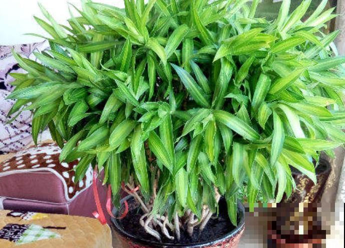 水培百合竹，主要这5点，养殖不黄叶