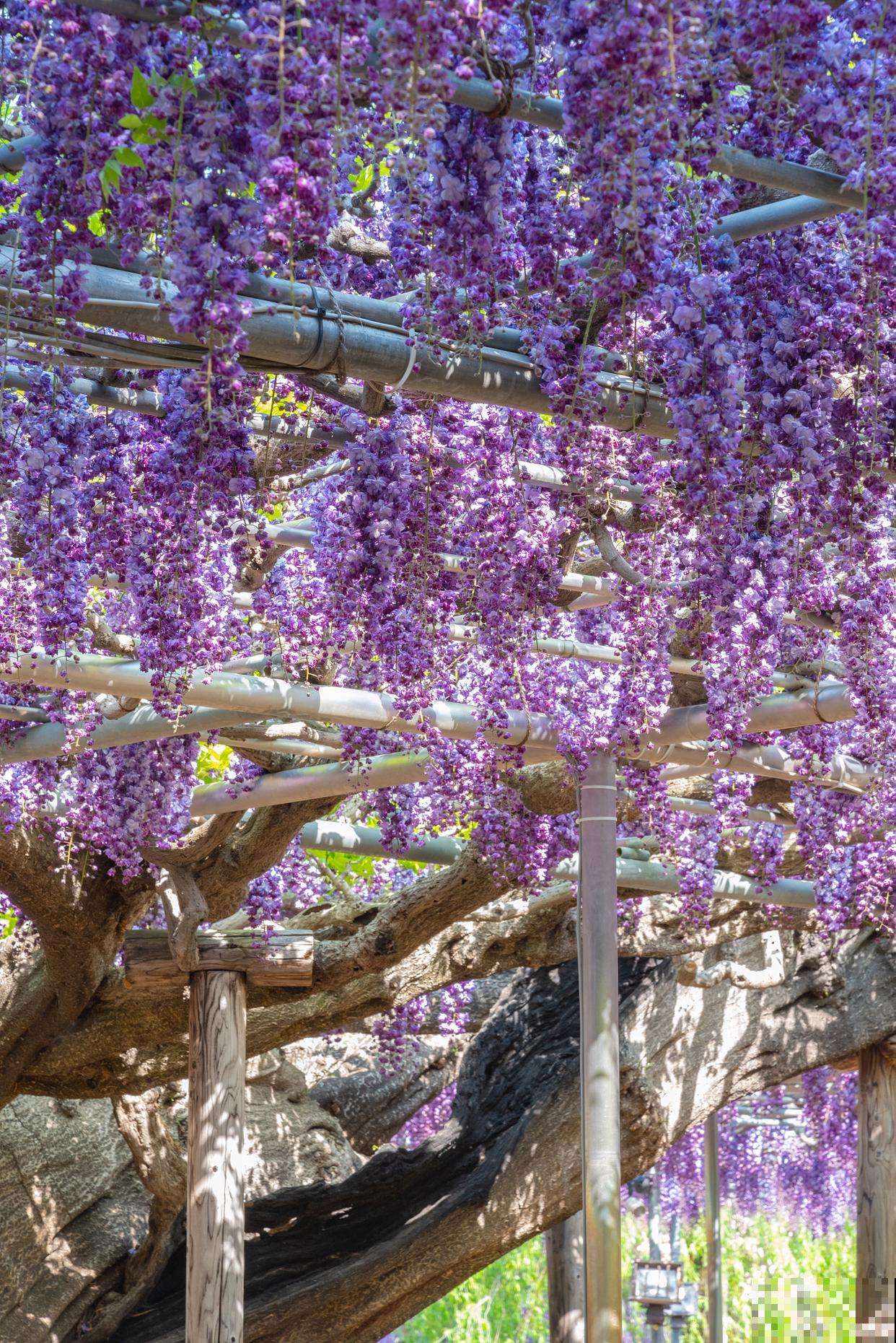 紫藤光杆根能栽活吗 紫藤光杆根能栽活吗