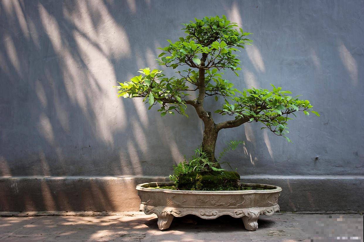 黄荆盆景的养殖方法和注意事项 黄荆盆景的养殖方法和注意事项