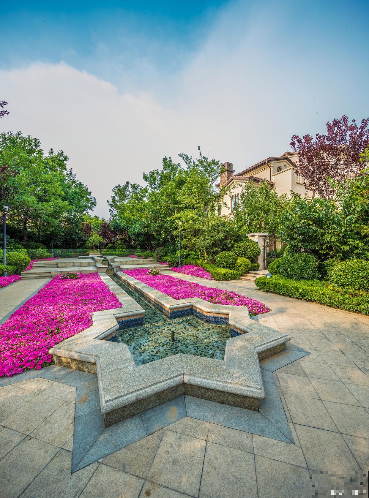 虎耳花怎么养的？