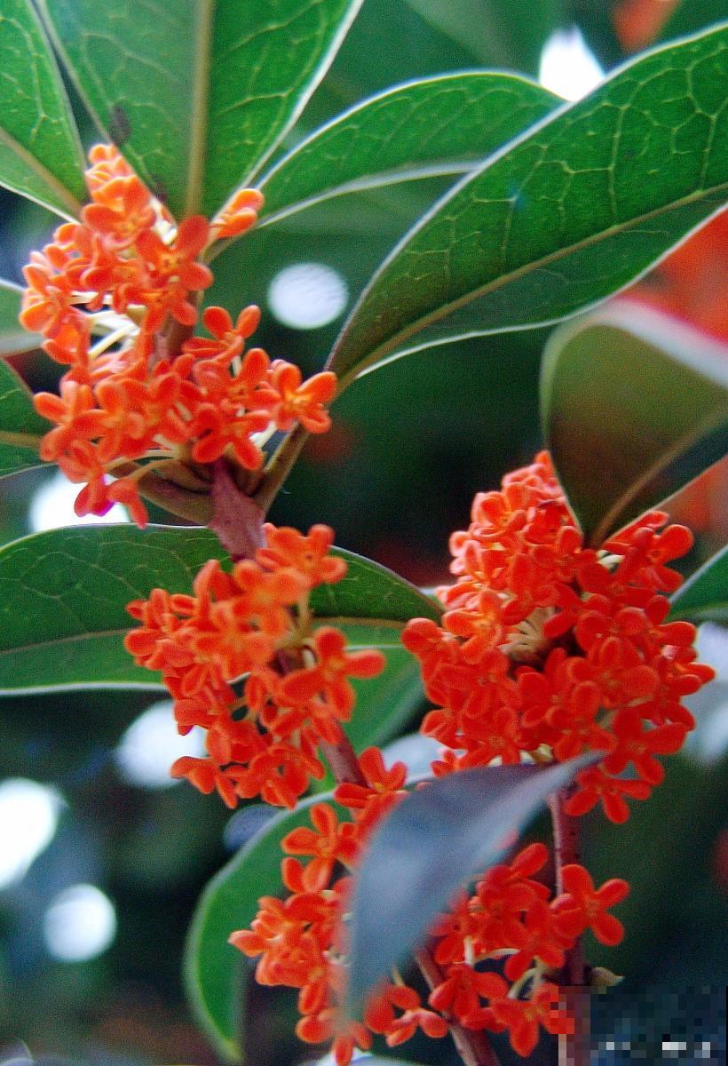 红色桂花树是什么品种