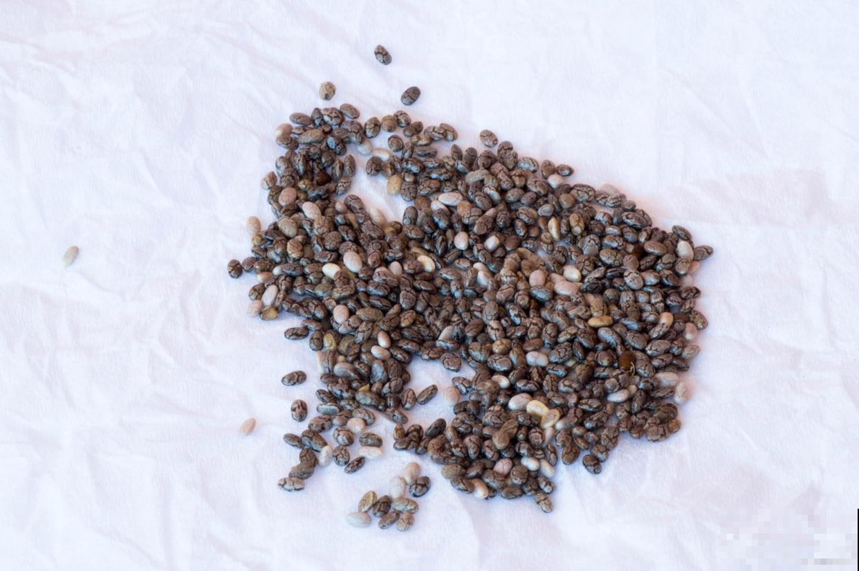 蜀葵怎么播种的？