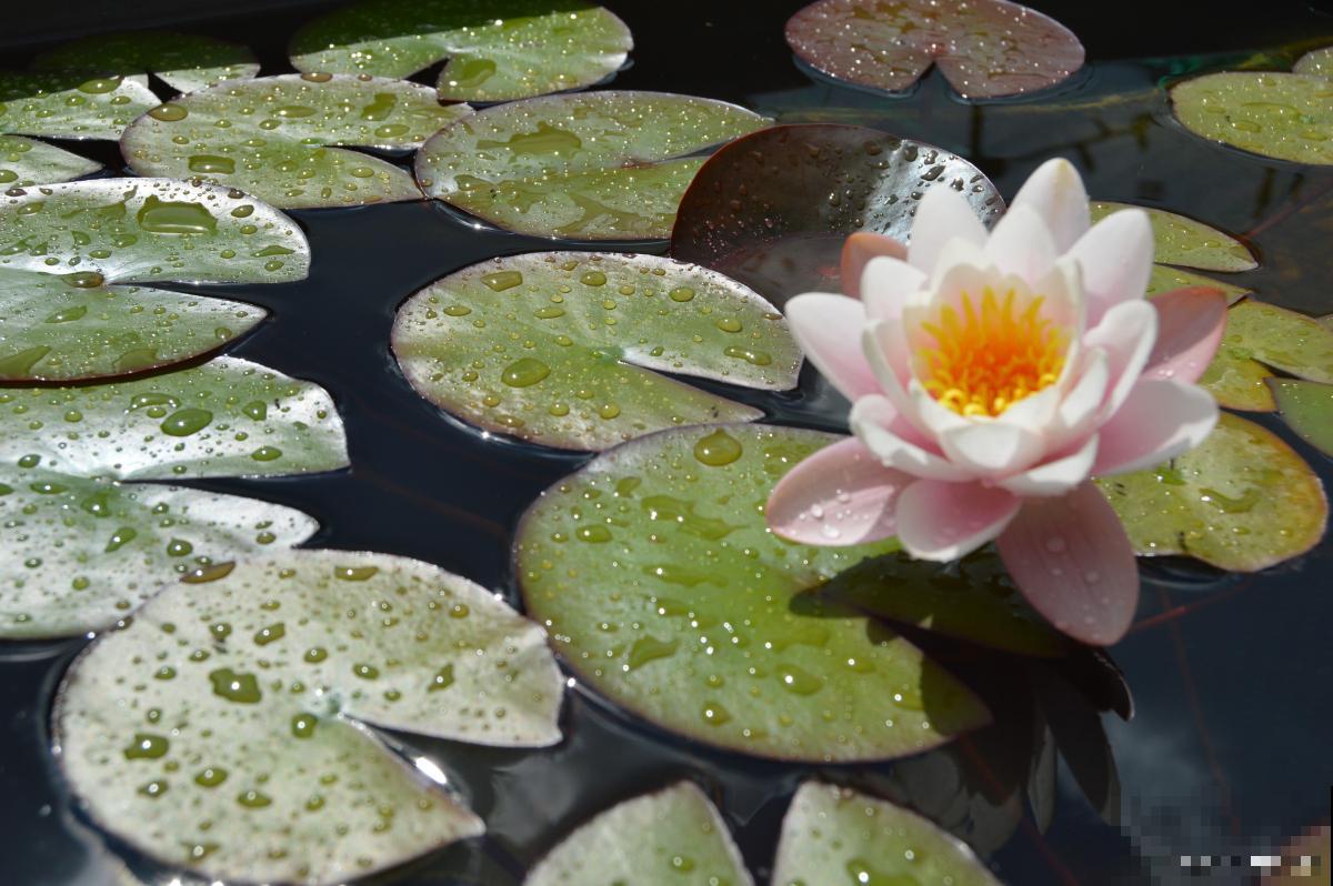 睡莲怎么养殖的？