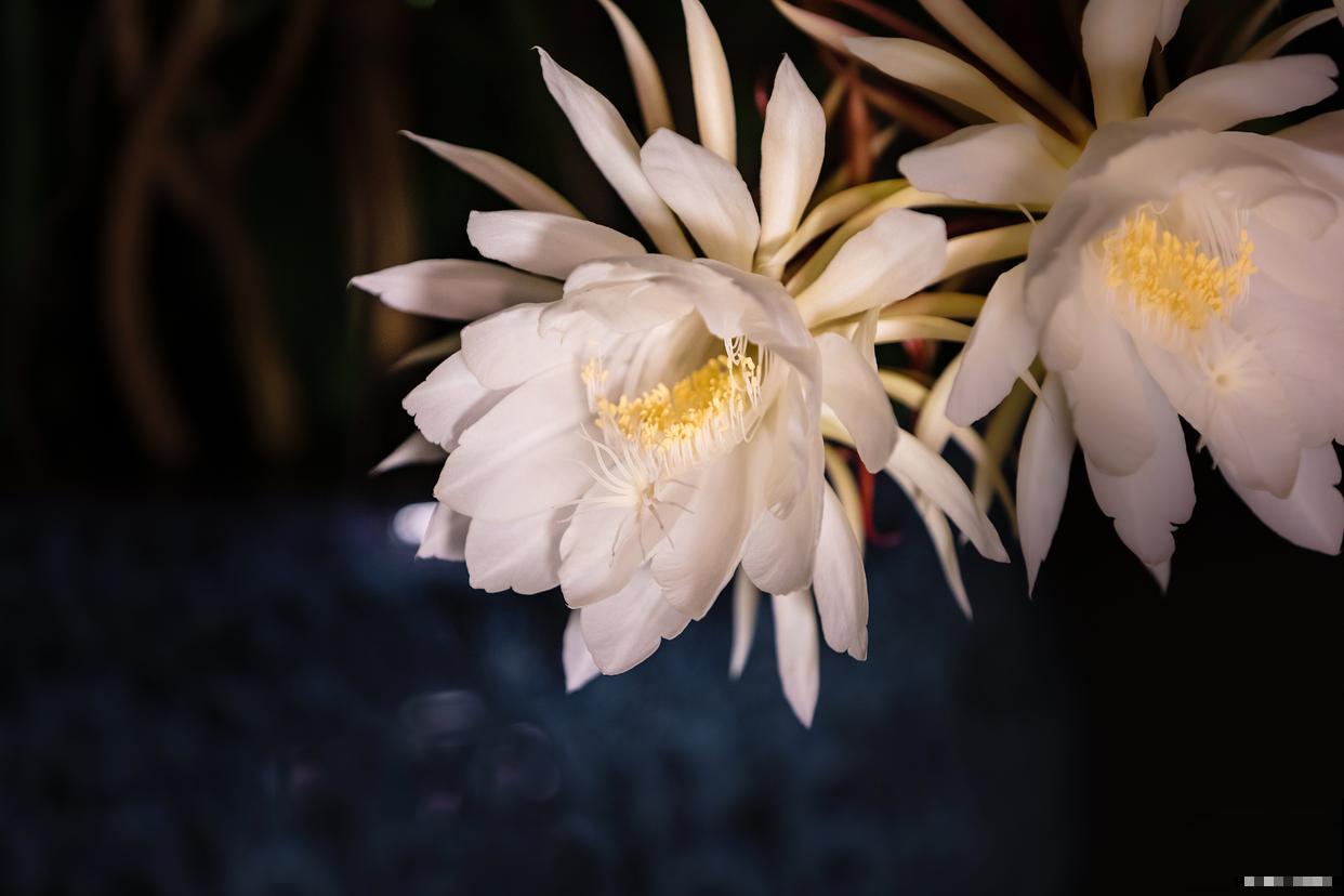 昙花怎么养 昙花的养殖方法 昙花怎么养 昙花的养殖方法