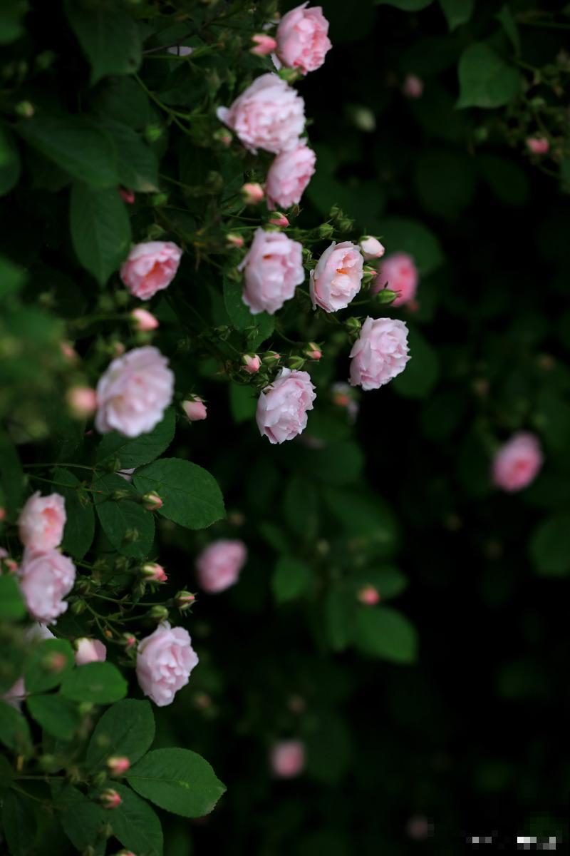 蔷薇花如何修剪？