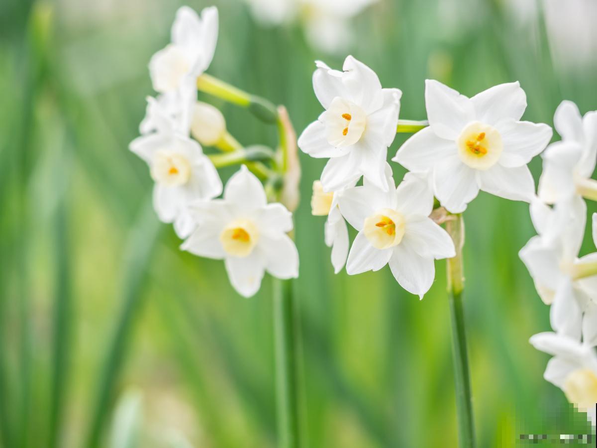 水仙花烂根怎么处理 水仙花烂根怎么处理