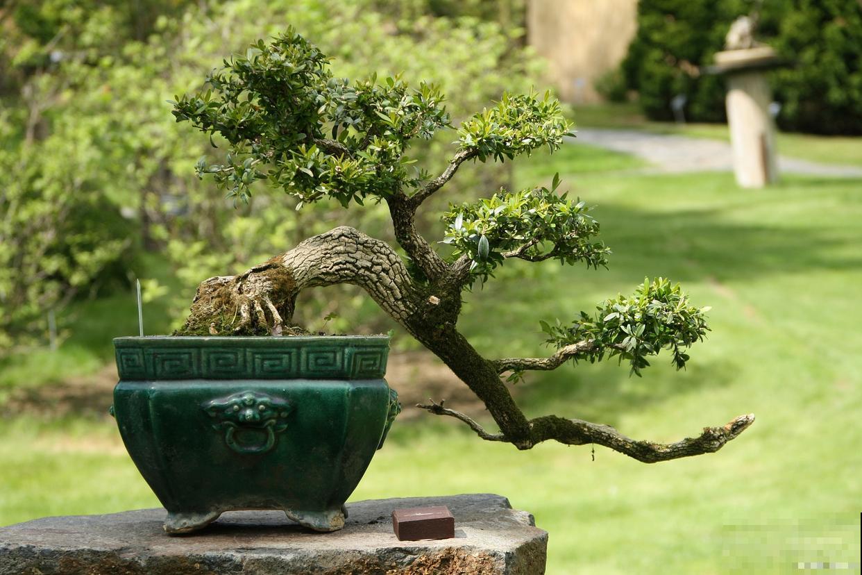 盆景树桩怎么救活 盆景树桩怎么救活