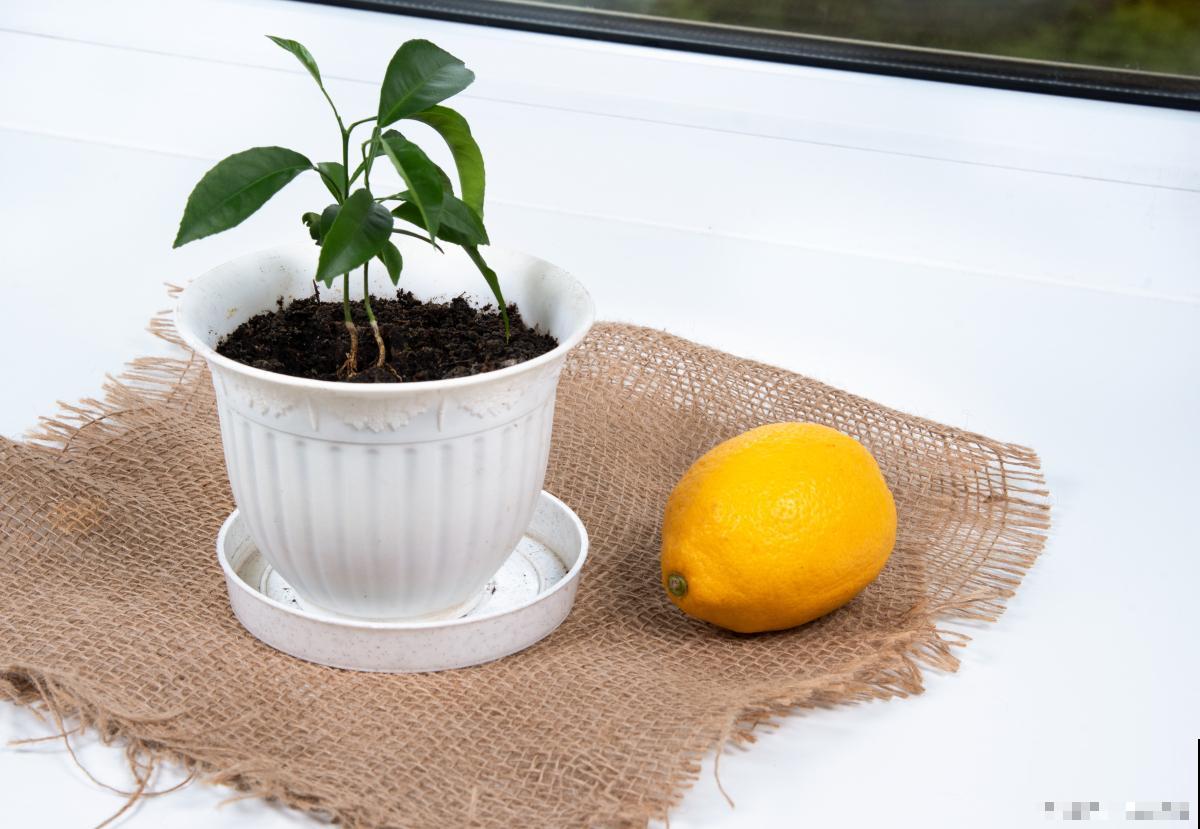 柠檬盆栽怎么修剪