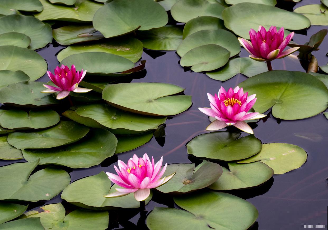 睡莲怎么修剪的？